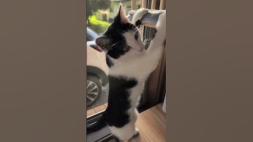 She loves catnip 🐱🐱🐱