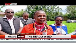 Pastoralists in Kajiado panic over deadly weed threatening livestock