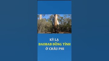 Kỳ Lạ Cây Baobab Đồng Tính Ở Châu Phi #shorts