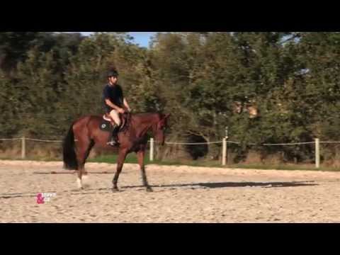 Vidéo: Est-il assez chaud pour baigner mon cheval?