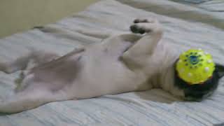 Minha atleta favorita! #pug#Lolla