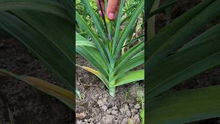 From Clove to Harvest 🧄 | Easy Garlic Growing Guide#OrganicFarming #shorts #vairal