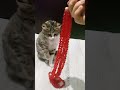 Satisfying🫶🍋🌐ASMR Beads Cat ReverseFun#shorts #cat #asmr #beads #satisfying
