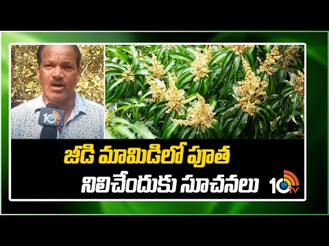 జీడి మామిడిలో పూత నిలిచేందుకు సూచనలు | Jeedi Mamidi Cultivation | Matti Manishi | 10TV News