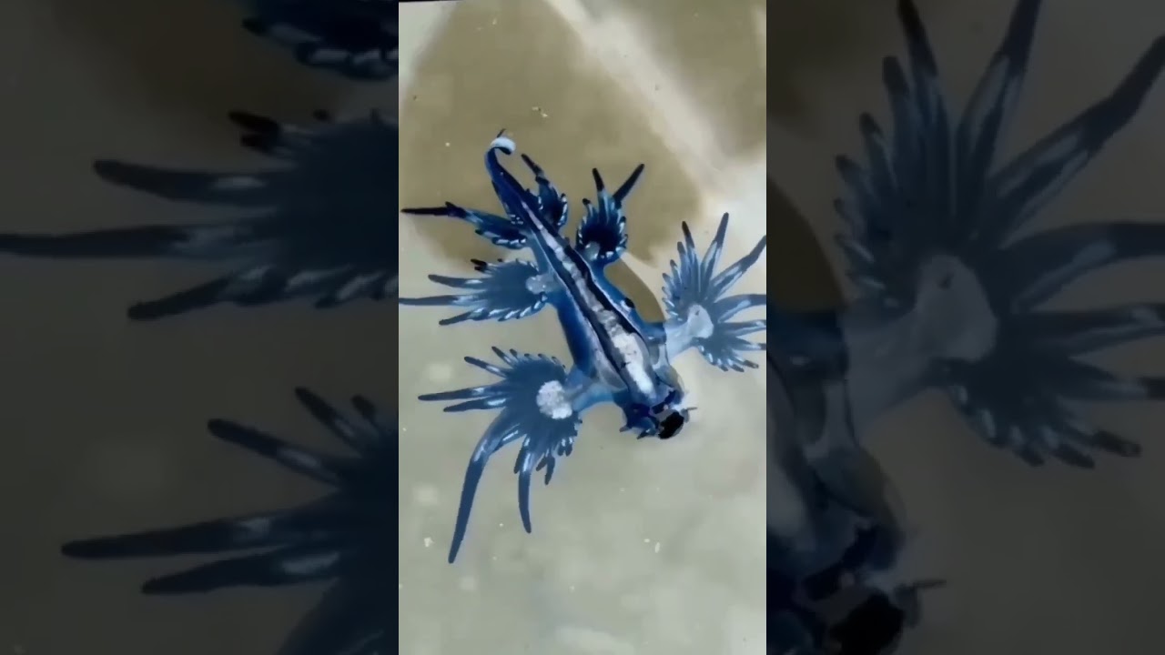 Моллюск Голубой дракон Glaucus atlanticus, морской красавец