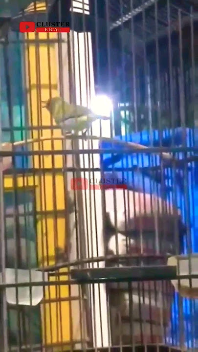 Pleci isian Kapas Tembak‼️ #pleci #plecibukpar #kicaumania #videoshort