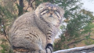 [Pallasl cat] A giant hamster appears⁉ This is what Lev from Russia looks like when it snows