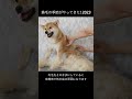 換毛の季節がやってきた! 柴犬 2023ショート