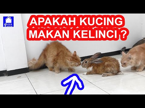 Video: Apakah kucing suka makan kelinci?