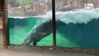 Hippo Fiona Having a Whale of a Good Time - Cincinnati Zoo