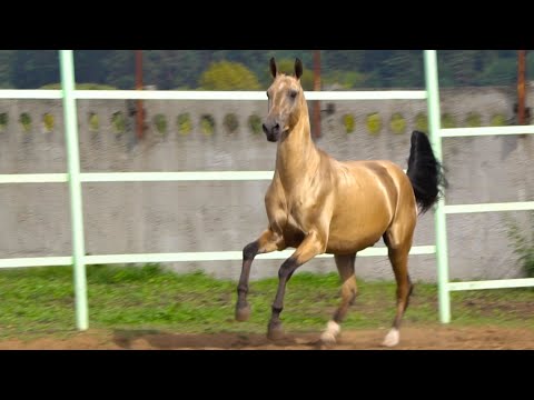 Video: Andaluský kůň