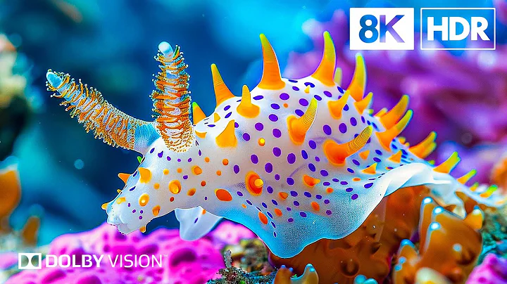 Rare Sea Creatures Collection in 8K HDR | Dolby Vision™