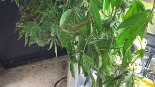 Bloom Plus / Root Box Hydroponics Harvest Vid....Biggest plants I've ever grown hands down!!