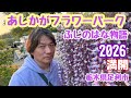 2026年4月20日 あしかがフラワーパーク ふじのはな物語、ドンピシャ満開 感動 栃木県足利市