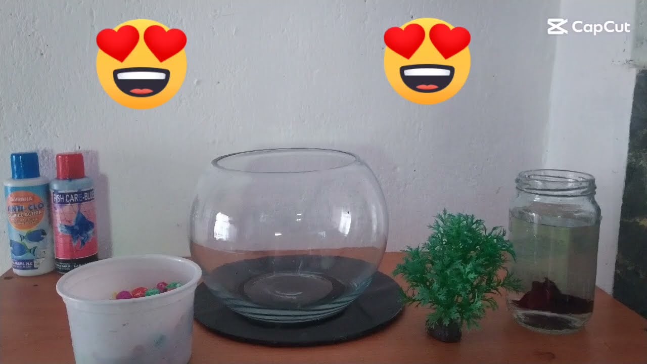 Betta fish ( fighter )💖tank setup