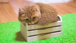 Funny Cat Fails | BEST CAT MEMES by Pets and gags 8,453 views 1 year ago 10 minutes, 3 seconds