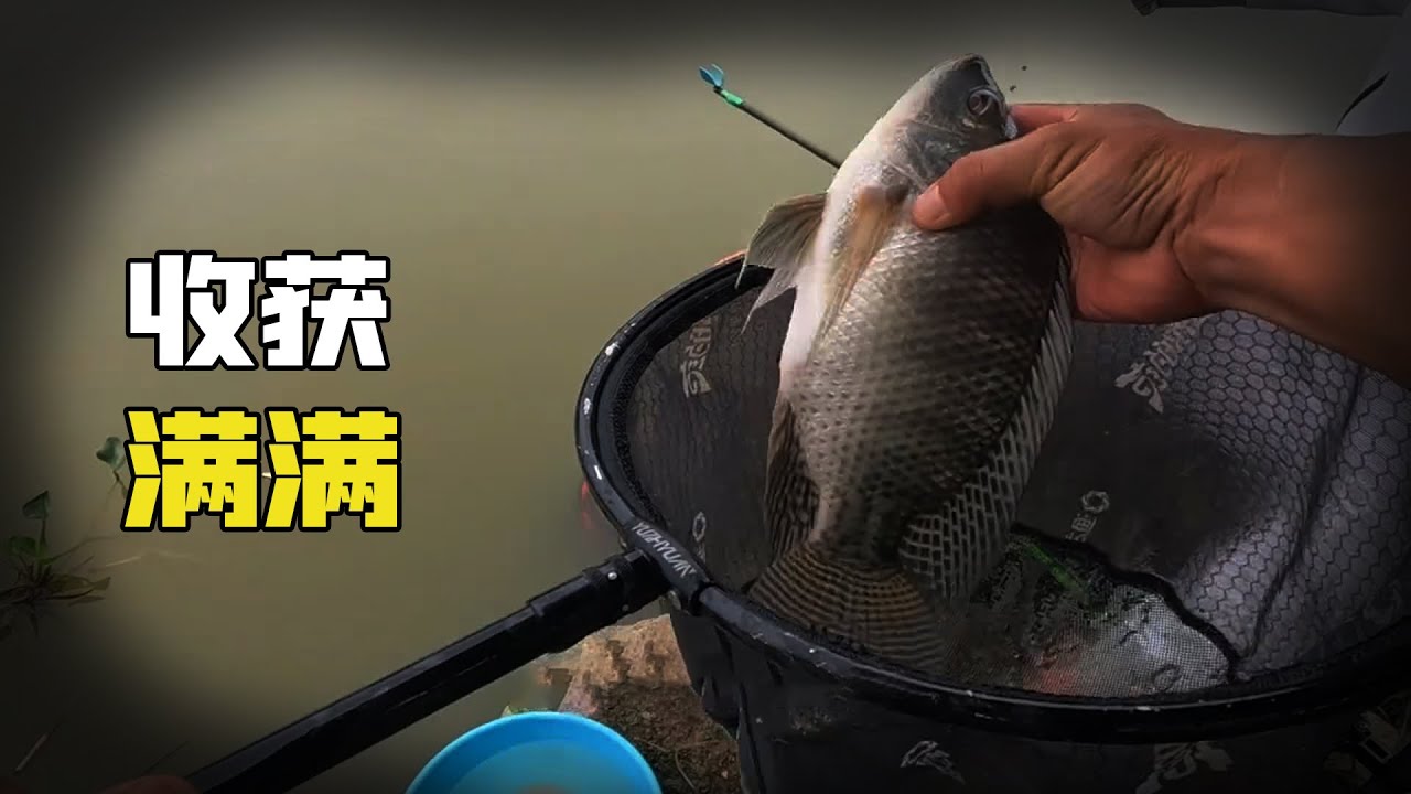 【野外釣魚】這條河資源太豐富了，大暴雨天氣都能釣到魚，收穫滿滿！