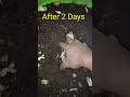 Worm Compost Bin Feeding # shorts