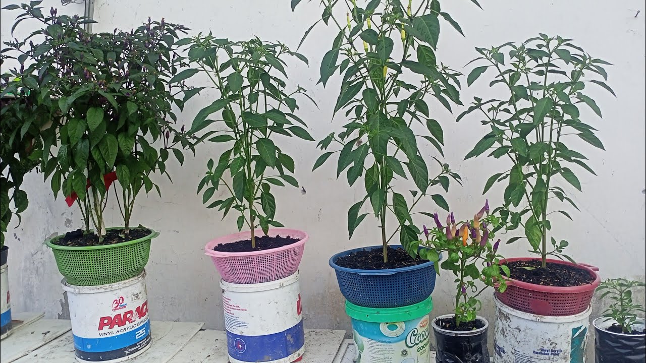 Menanam cabe sistem kapiler dengan ember bekas cat