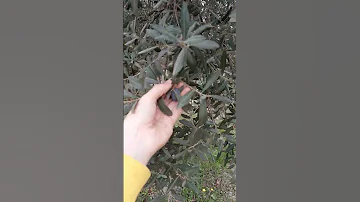 как растут оливки😊