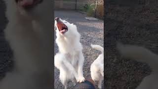 Japanese Spitz