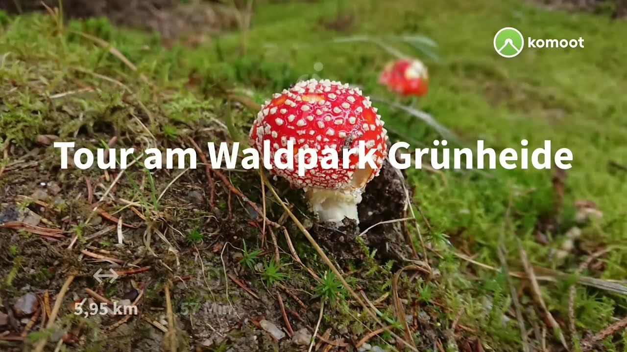 Hochmoor Grünheide & Vogtlandsee (Herbstrundgang)