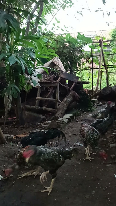 Download lagu seneng aja gtu t ternak ayam walau sedikit hehhe#short