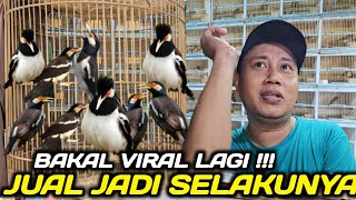 BUSYET ! SUDAH GACOR 170.000 AN !!! PASAR JALAK SUREN GACOR & OMBYOKAN PALING LARIS DIKIOS MANTO
