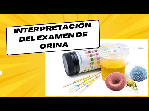 Vídeo: On es produeix la concentració d'orina?