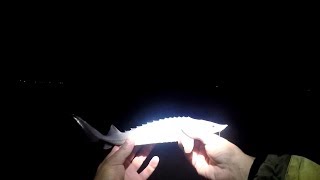 видео: Ночная ловля стерляди и осетра в Иртыше. картинка: Ночная ловля стерляди и осетра в Иртыше.