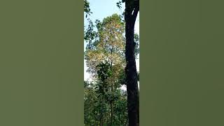 BEDA KOMALA : Akuilah Dia ( Musik Karaoke