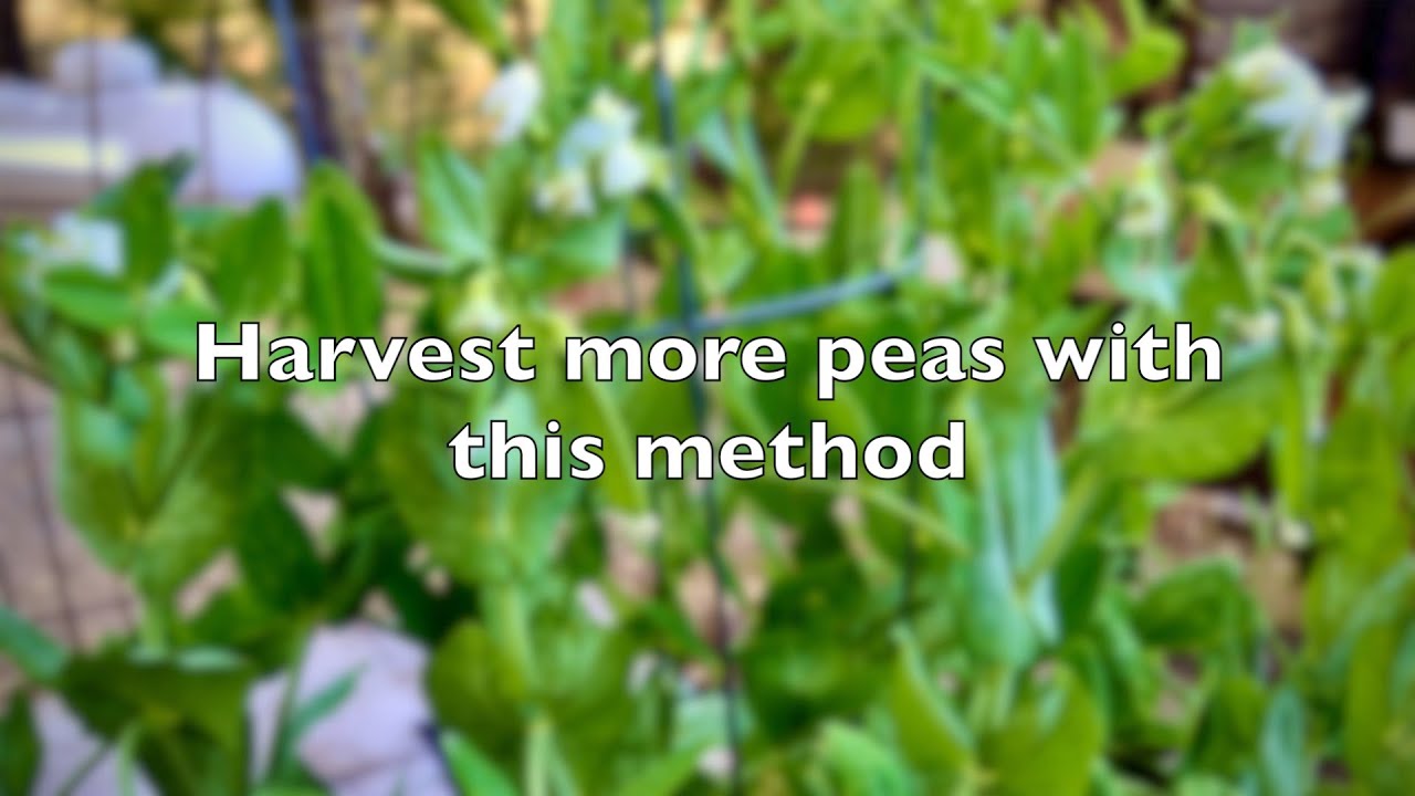 How to plant peas in container/ From seeds to harvest/ Tricks to extend harvest later in the