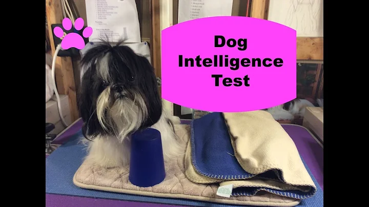 Dog IQ Test