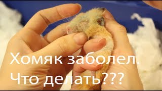 Хомяк заболел. Что делать?