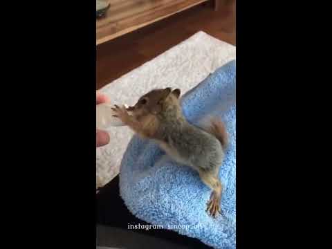 evde sincap nasil beslenir alf ile sidika nin sabah halleri sincap alf the squirrel youtube