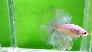 大台南展示級鬥魚 171113-4 hm 琉璃白