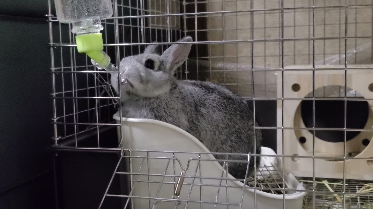 熱中症対策に水分補給 ネザーランドドワーフ Netherland Dwarf Rabbit Youtube