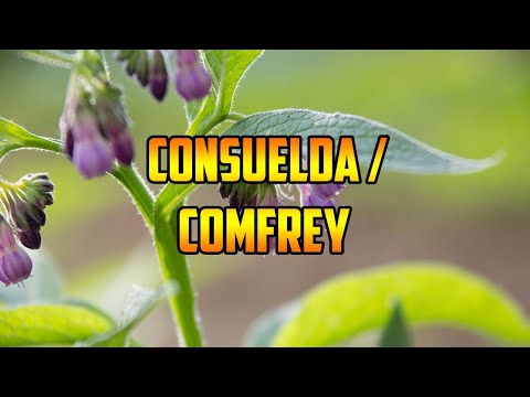 Video: Comfrey Plant Food - Uso de la consuelda como fertilizante