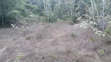 ต่อไก่ป่าหมานๆ