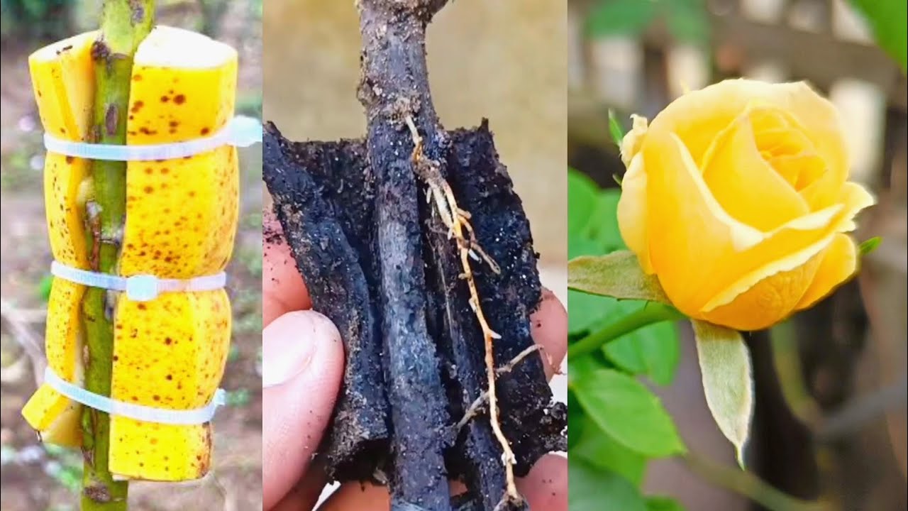 Best Natural Banana Rooting Hormone Effects of Bananas on Roses YouTube