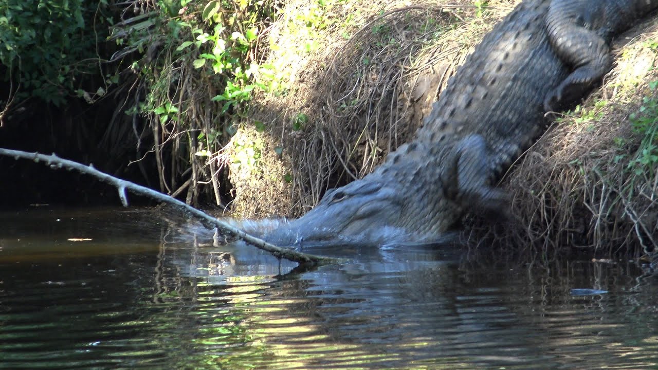 TURKEY CREEK JUMPING ALLIGATORS YouTube