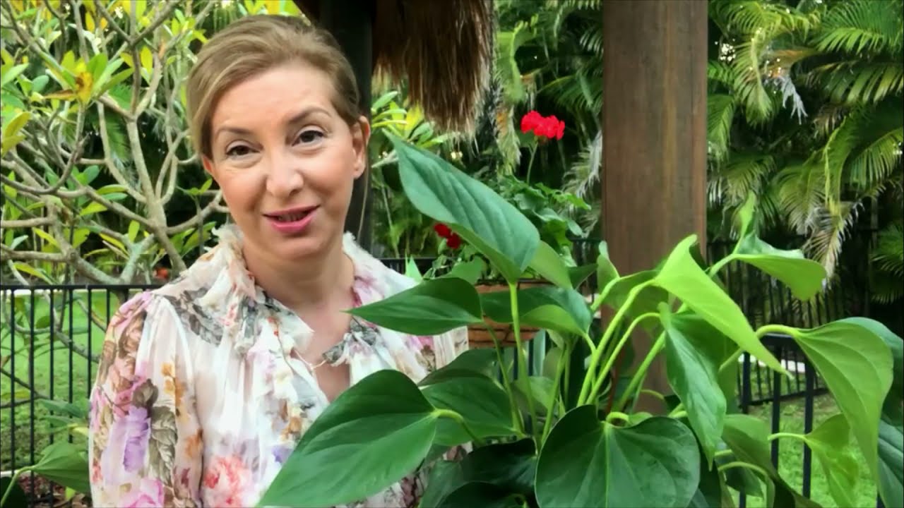 ANTORYUM FLAMİNGO ÇİÇEĞİM BOZULUYOR Anthurium plant care/How to make Anthurium bloom year around