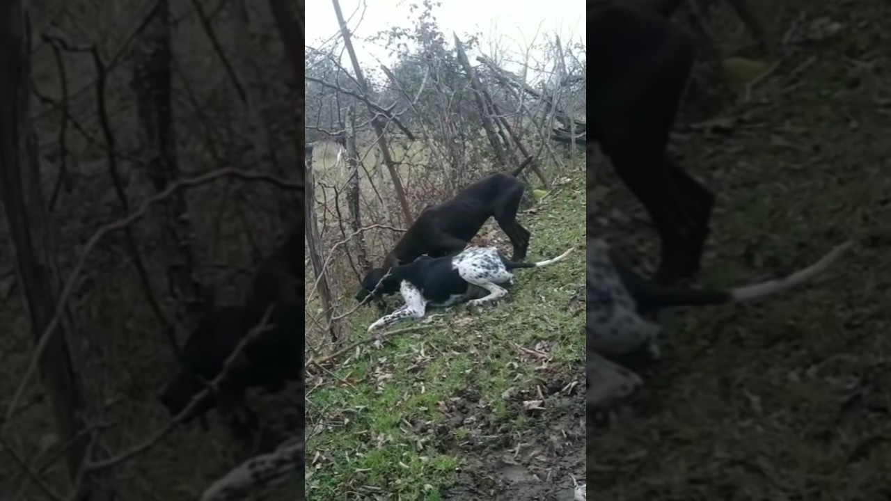 پوینت کردن پوینتر انگلیسی والمانی برای ابیا جنگل .صید السمان .shorts