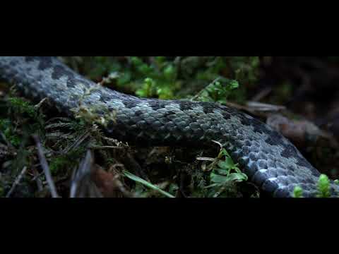 Video: Almandino Akmuo: Magiškos Ir Gydomosios Savybės