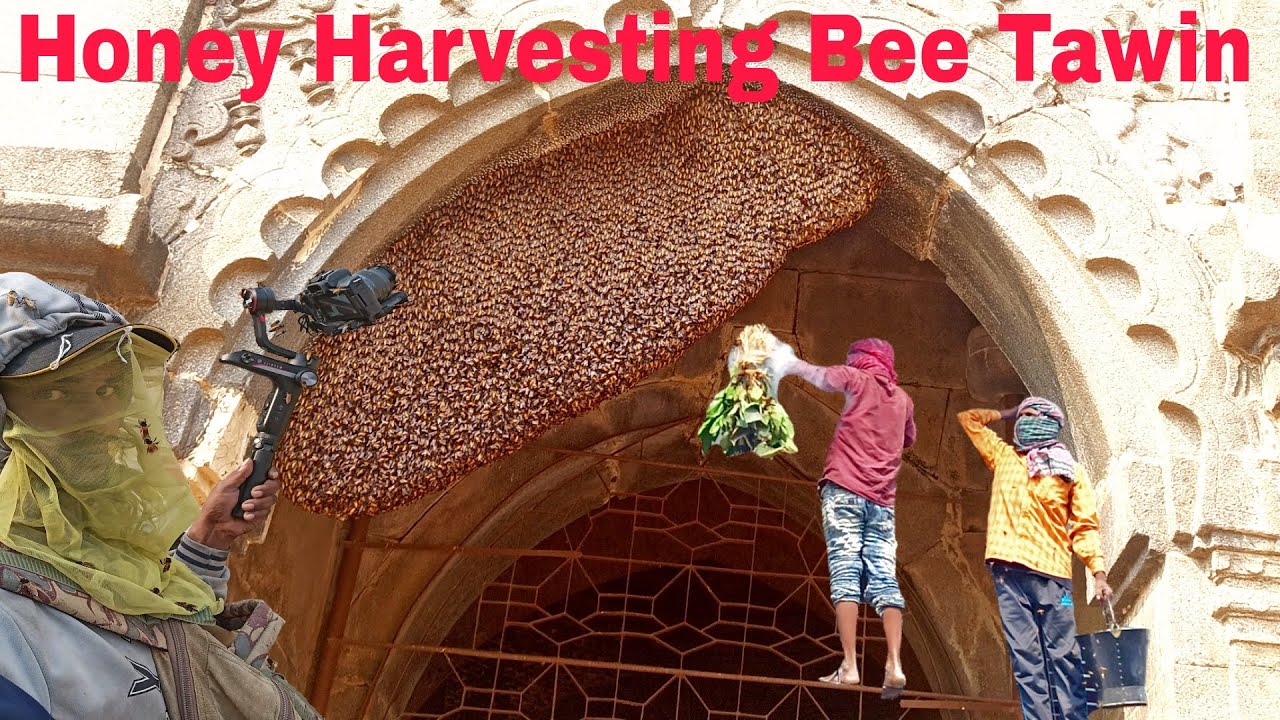 Harvesting Honey From !!! Honey Chicken Recipe Honey