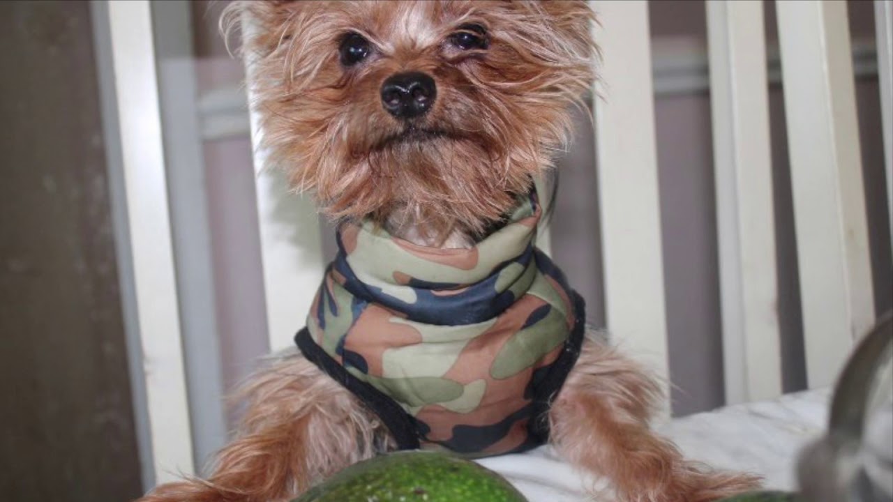 Maylo the micro Yorkie eating V-dog kibbles and healthy vegan food