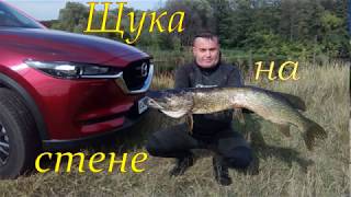 Щука на стене