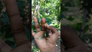 It is the Smaller shiny jewel 👀😱beetle, #funny