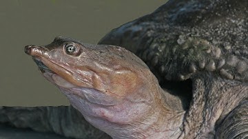 [Graphic] Soft Shell Turtle {Catch Clean Cook} Turtle Soup n