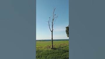 Tree Swallows by the Lake. In a Tree.  7-2-24.